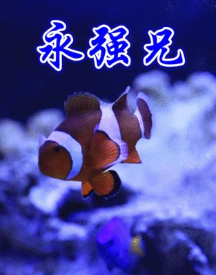 如何将相册中的视频制作成动态壁纸（简单方法让你的手机屏幕更加生动）