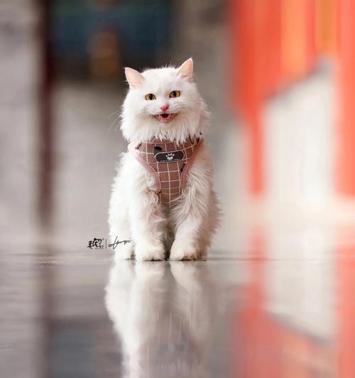 怎么让猫举着手机拍照？抱熊拍照套装怎么用手机拍？