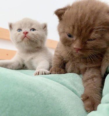 怎么让猫举着手机拍照？抱熊拍照套装怎么用手机拍？