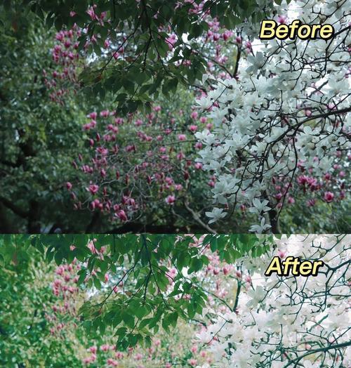 桂林拍照苹果手机调色技巧？