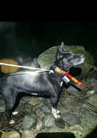 星际战甲猎犬卡的使用方法是什么？猎犬卡有哪些用途？
