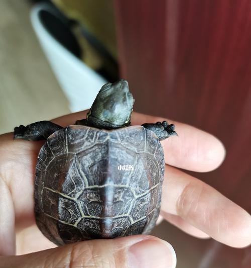 热血江湖小乌龟宠物怎么打？有什么技巧？