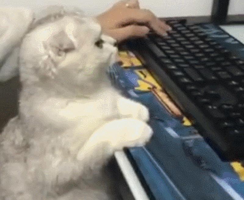 猫对笔记本电脑屏幕感兴趣吗？