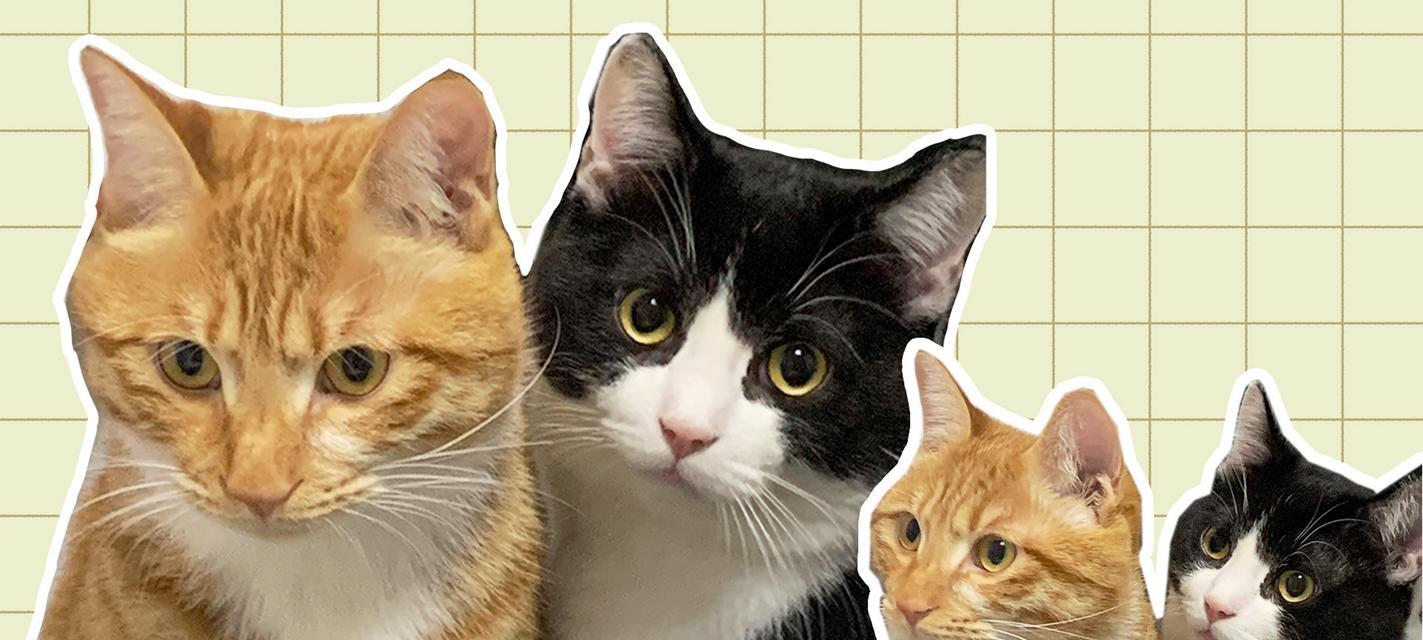 猫对笔记本电脑屏幕感兴趣吗？