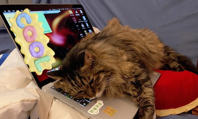 猫对笔记本电脑屏幕感兴趣吗？