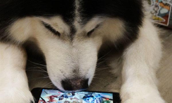 王者荣耀改名“什么什么的狗”怎么操作？