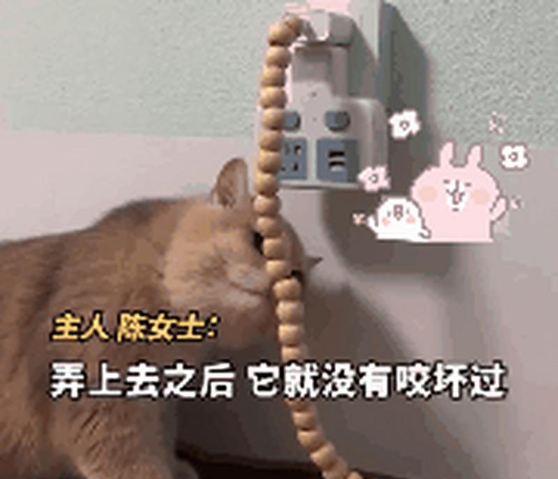 如何防止小猫咬数据线？