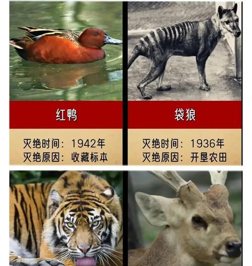 遗失的物种（九种已灭绝动物的故事）